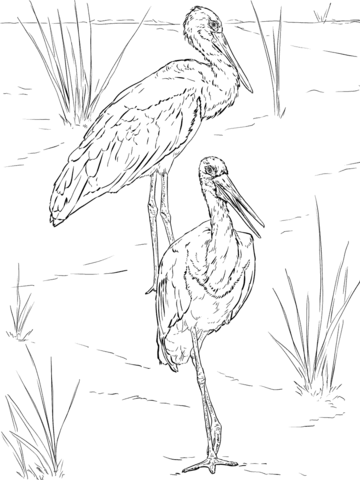 Black Storks Pair Coloring Page